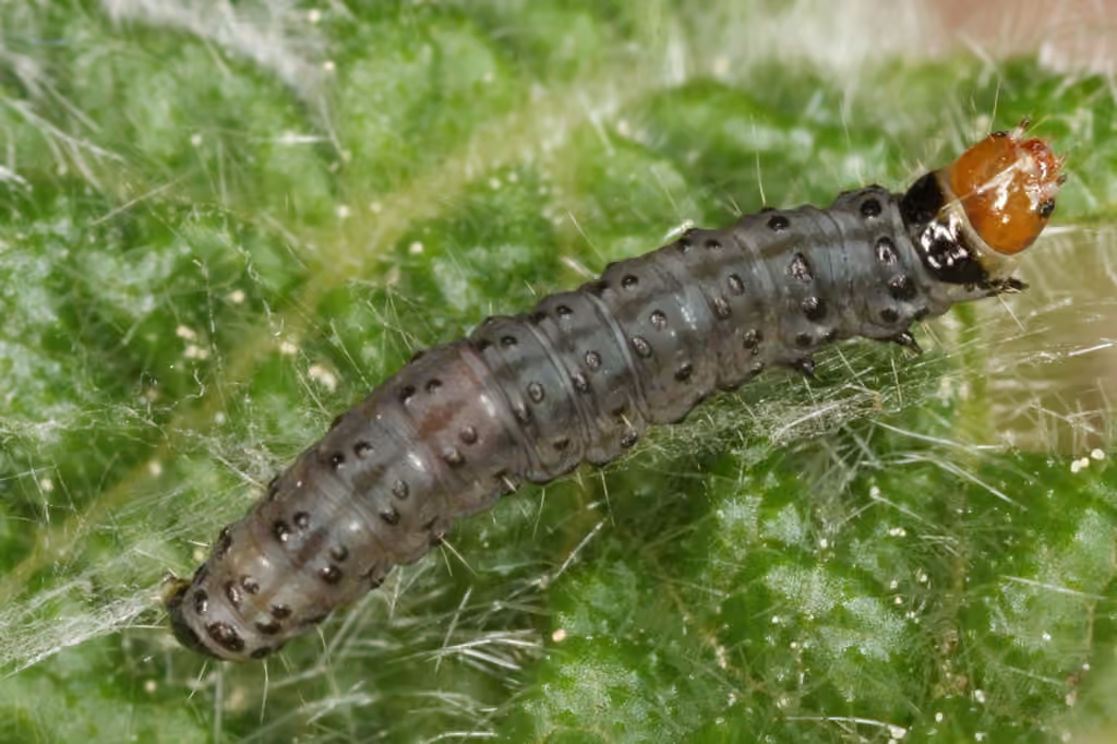Flax Tortrix, Chenille
