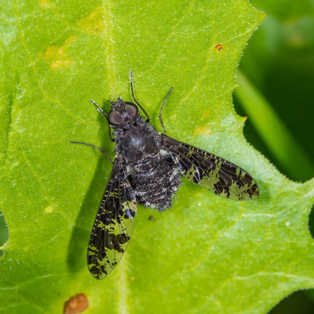 Bombyle tacheté, Adulte