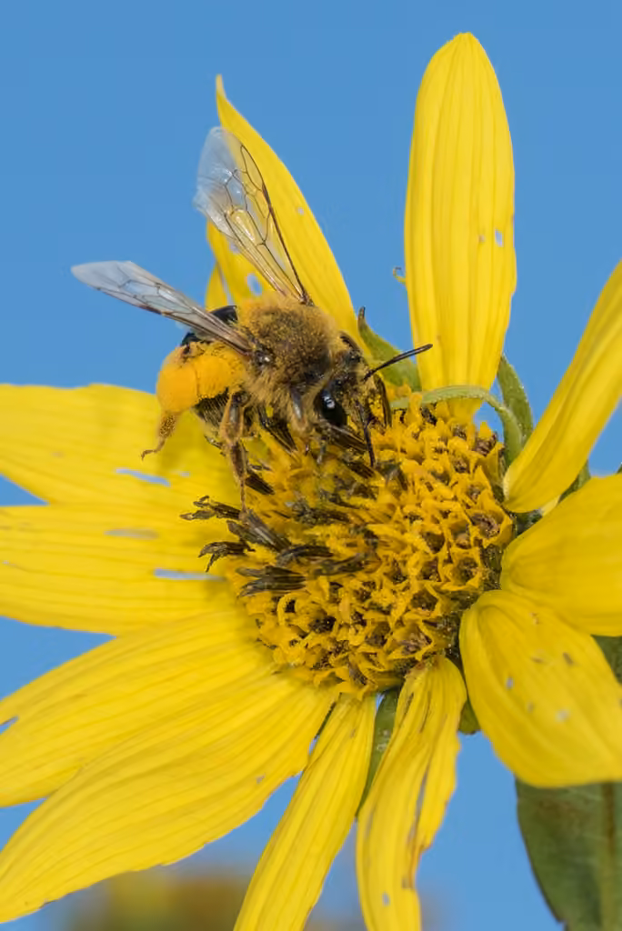 Sunflower Mining Bee, photo 1 of 5