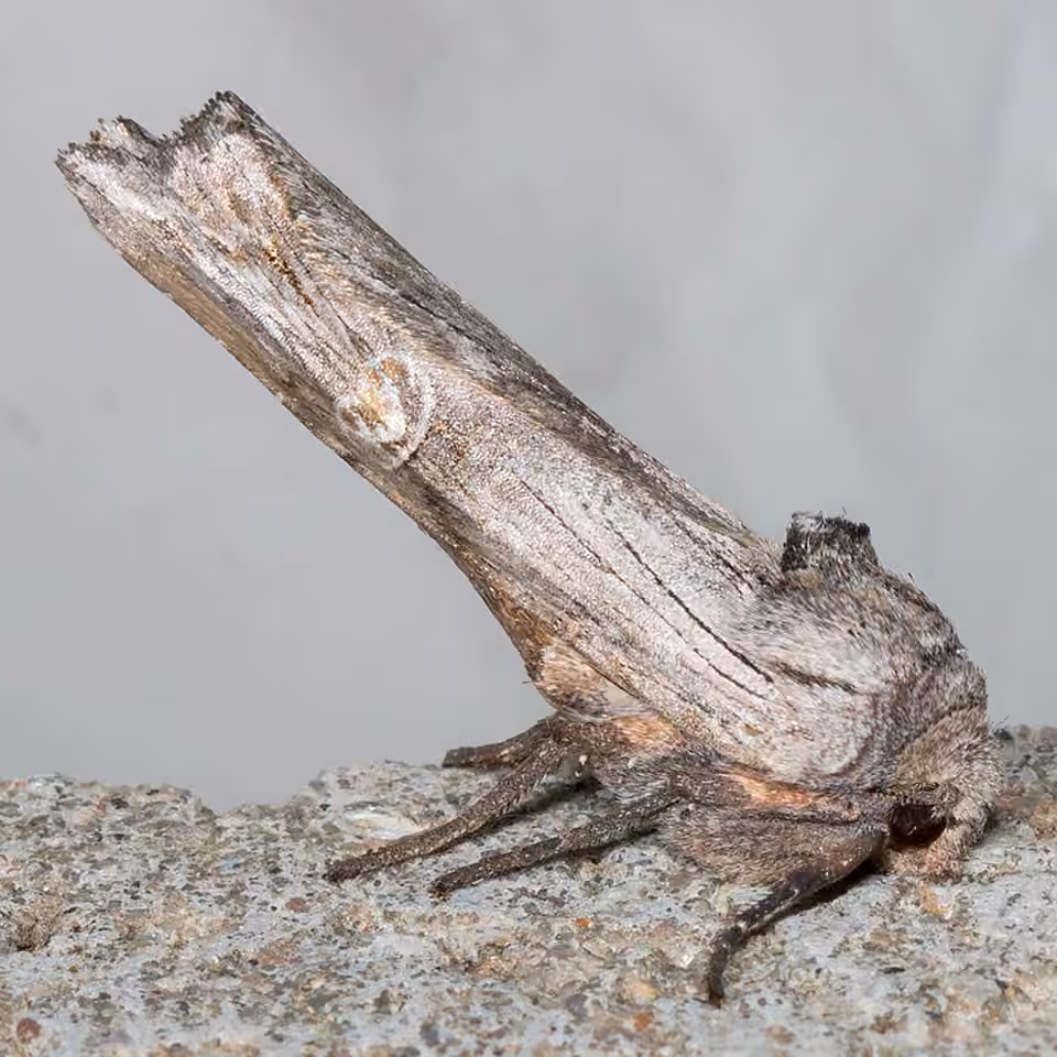 American Brindle Moth, photo 1 of 5