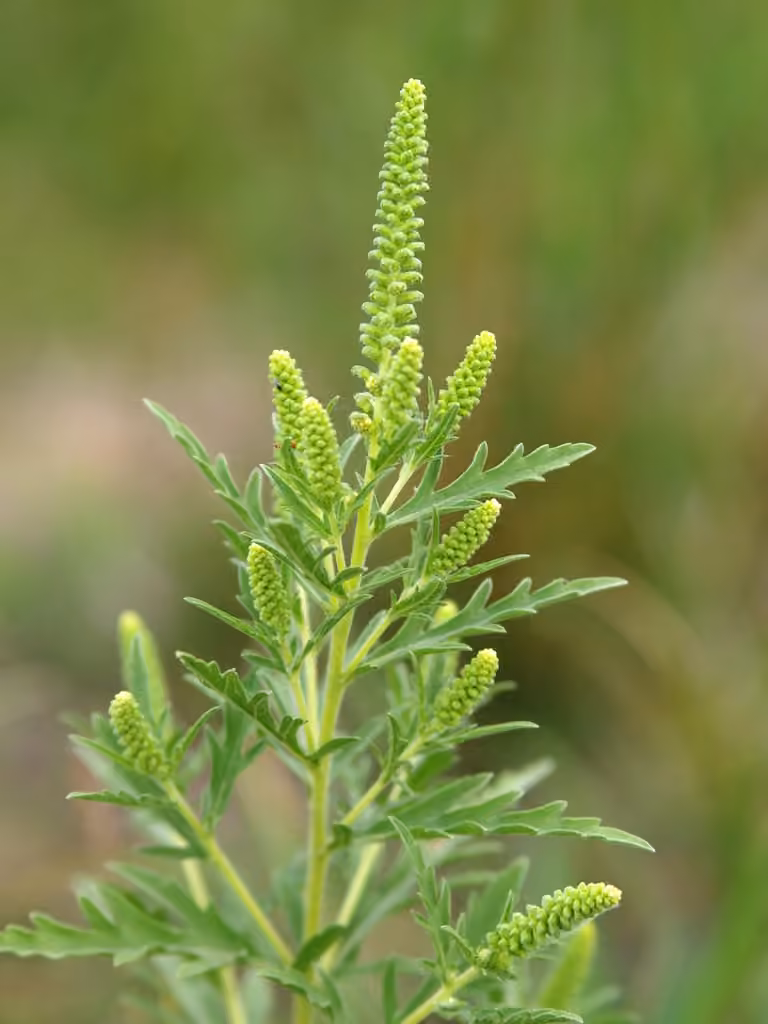 Herbe à poux vivace, photo 1 sur 5