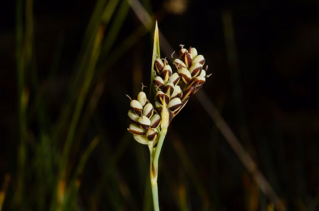 Carex bicolore, En fleurs