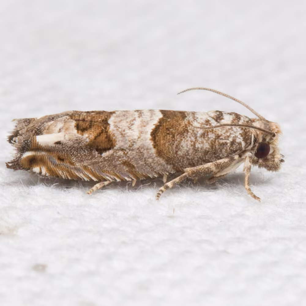 Constricted Sonia Moth, Adulte
