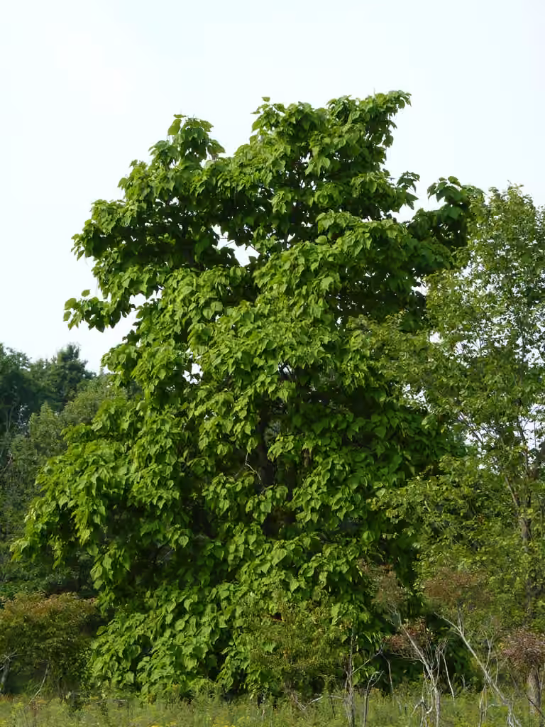 Catalpa à feuilles cordées