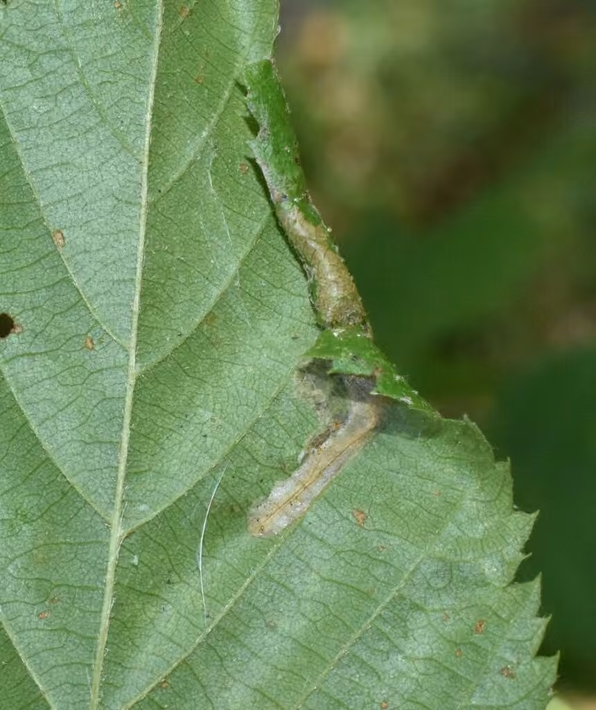 Wrinkled Hophornbeam Blotch Miner Moth, Leaf mine