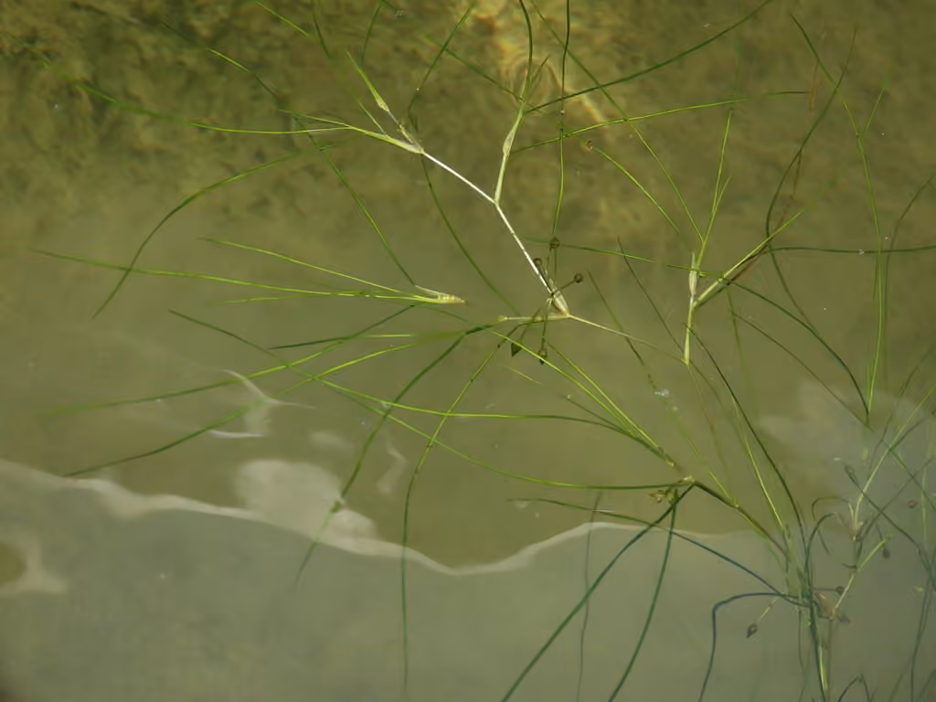 Widgeongrass, In fruit