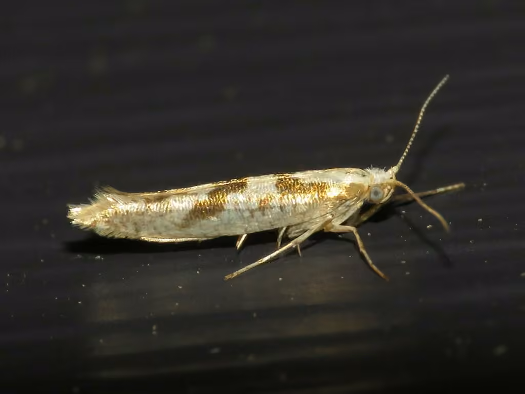 Sallow Argent, Adult
