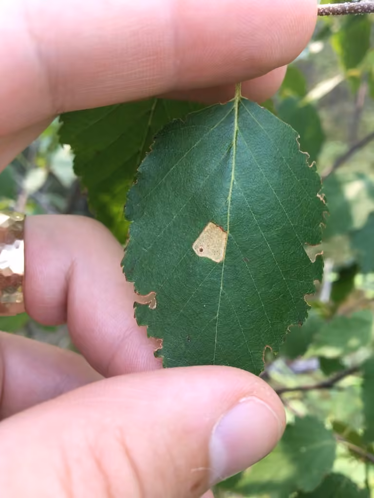 Birch Casebearer Moth, Mine