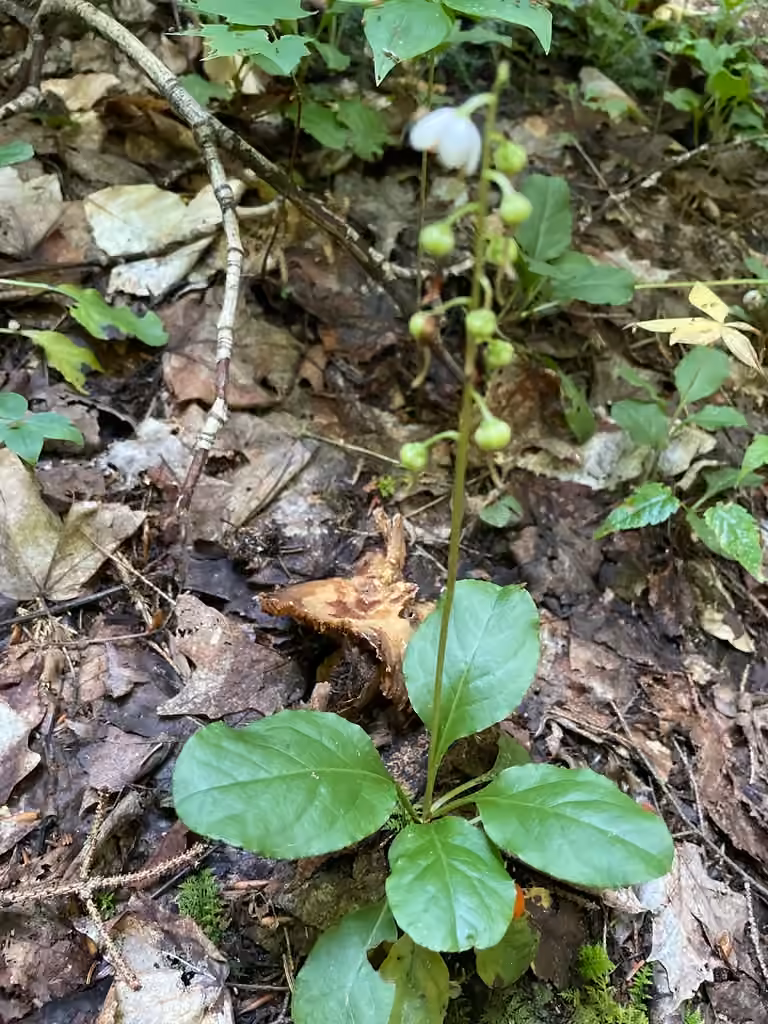 Elliptic shineleaf, In fruit