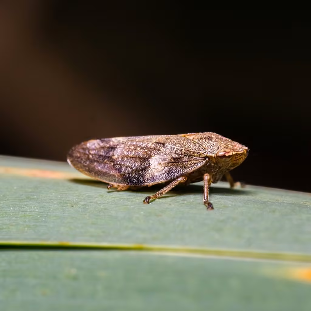 Aphrophore de l'aulne