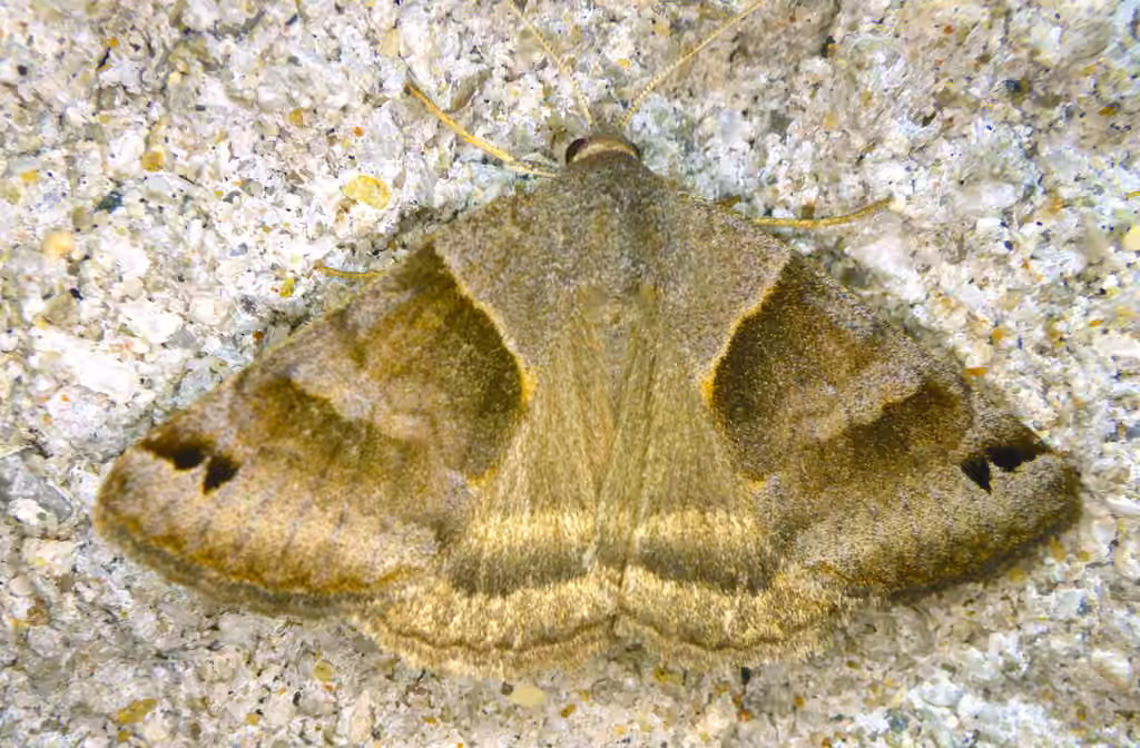 Clover Looper Moth