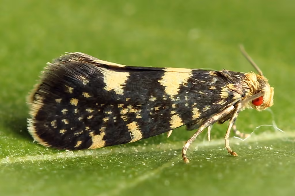 Raspberry Moth