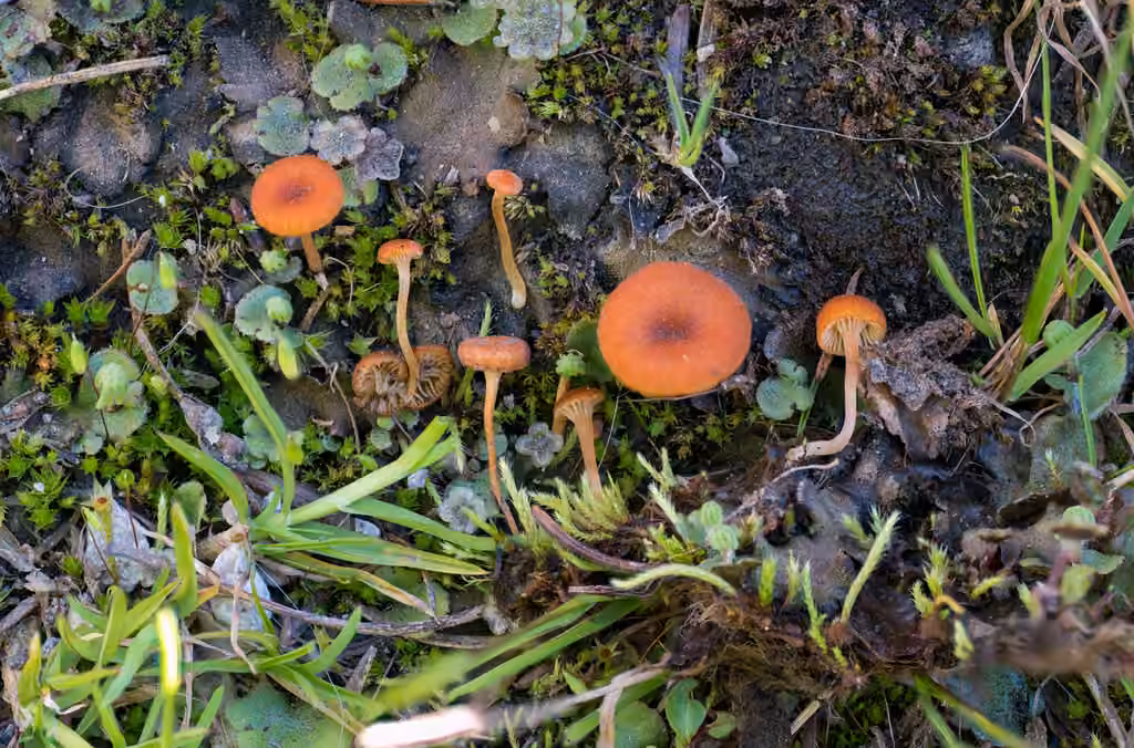 Omphale des Marchantia, photo 3 sur 5