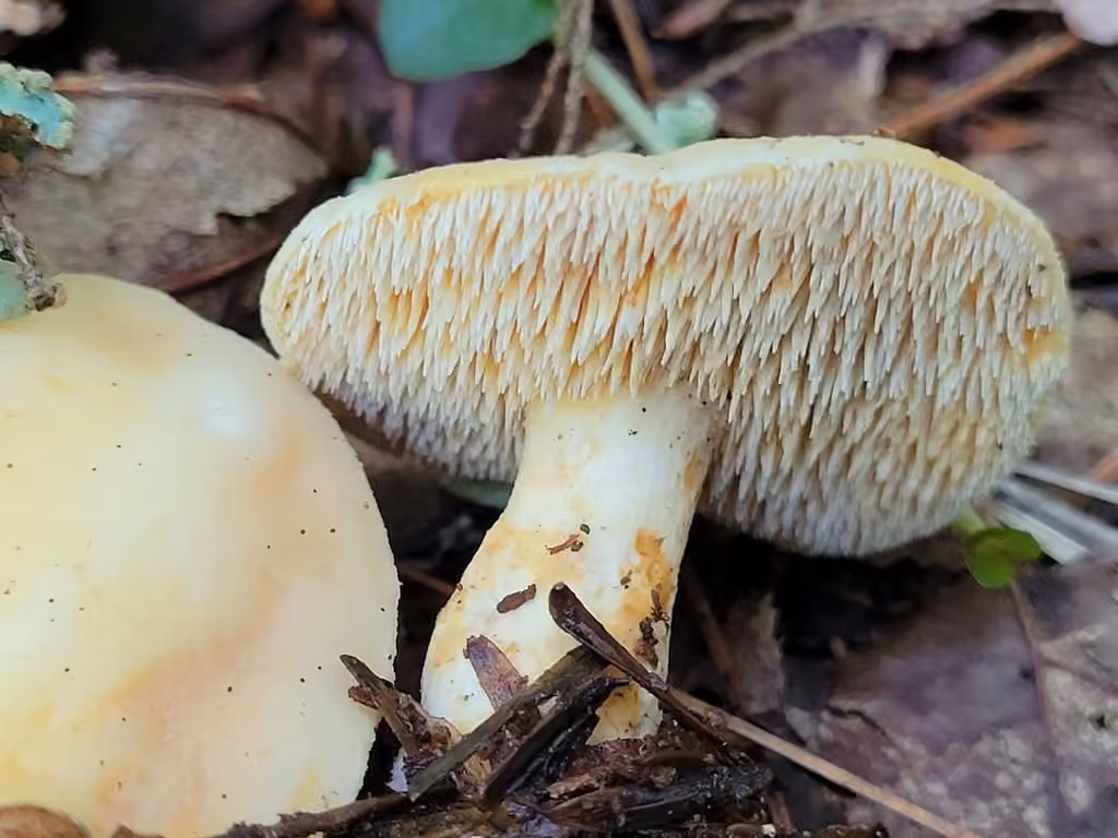 Hydnum subtilior, photo 3 sur 5