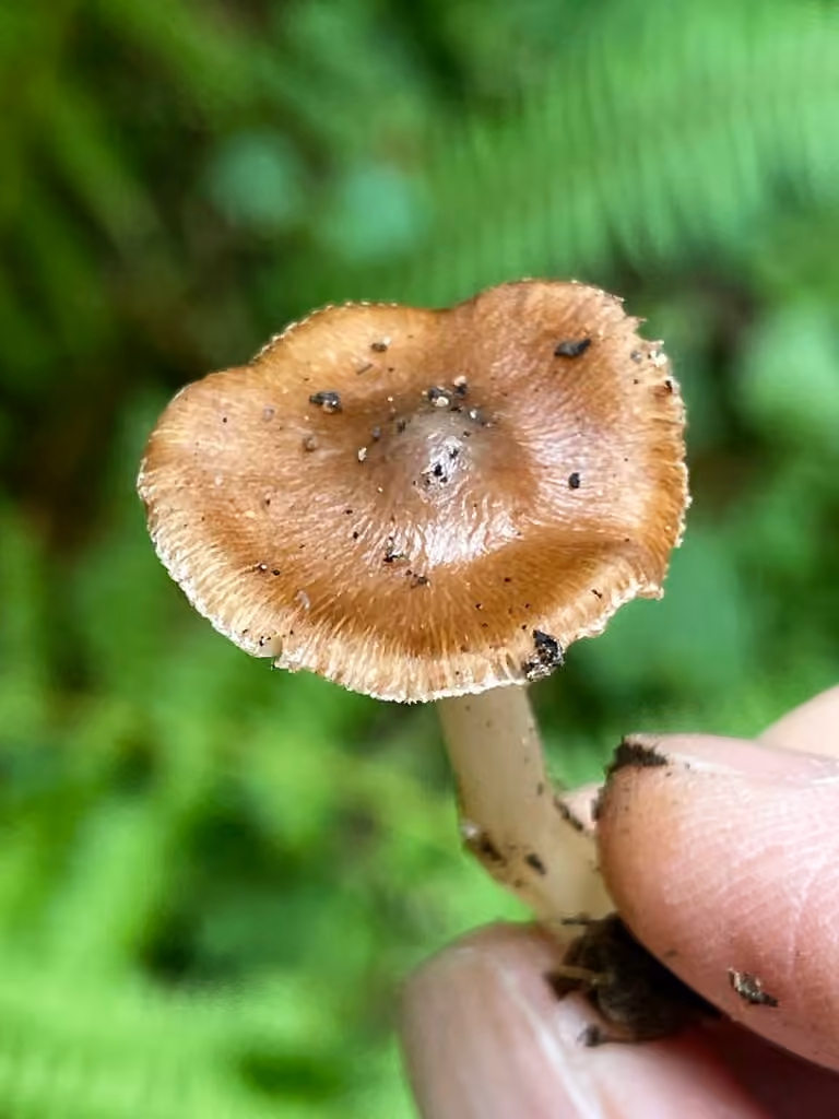 Inocybe à pied blanc, photo 3 of 5