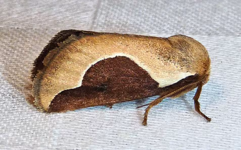 Skiff Moth, photo 3 sur 5