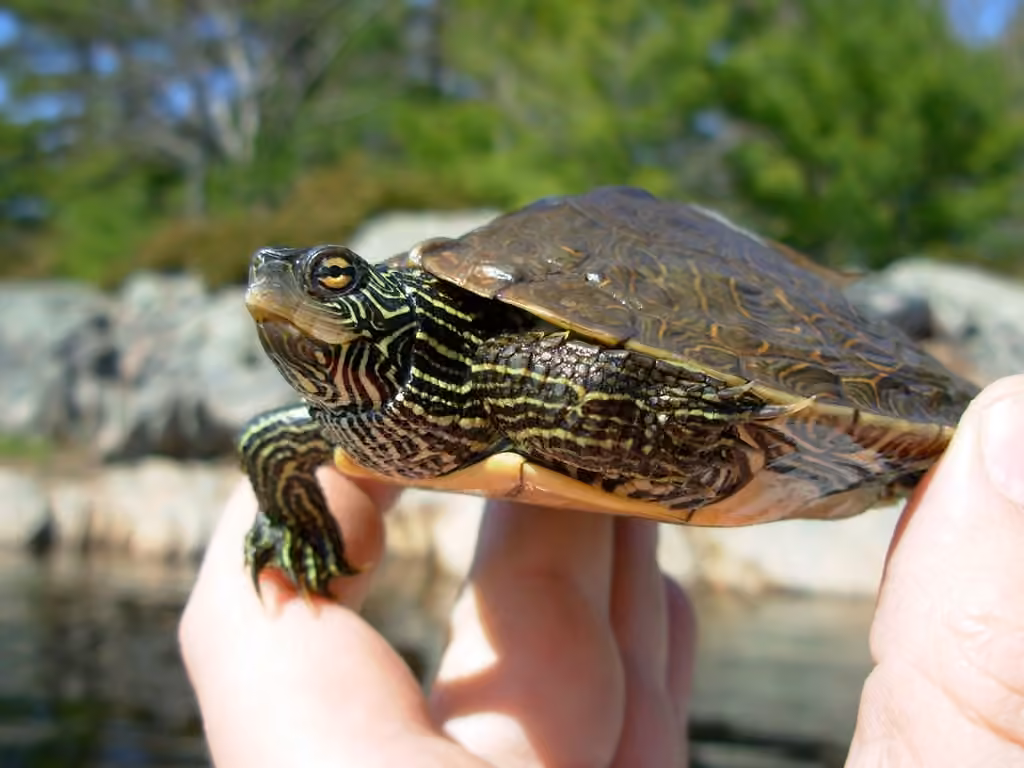 Tortue géographique, Mâle