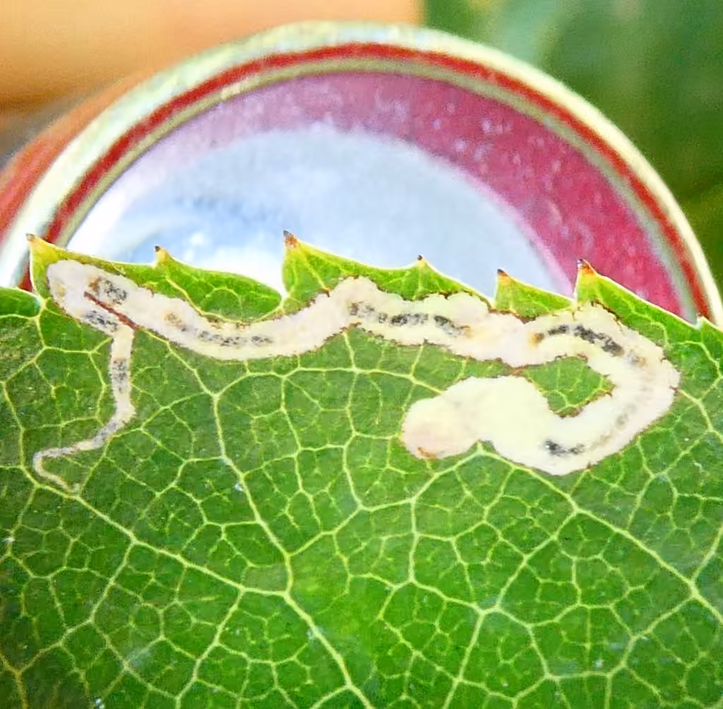 Narrow-barred Pigmy, Mine