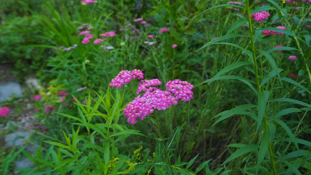Asian Yarrow, In flower