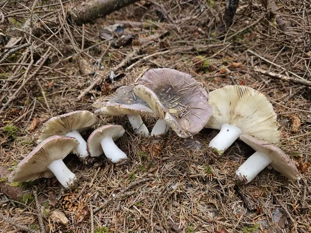 Russule vineuse, photo 3 sur 5