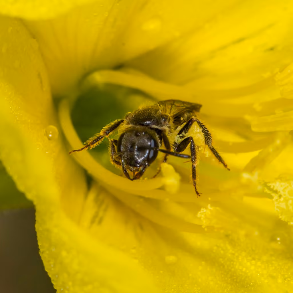 Evening Primrose Sweat Bee, Female