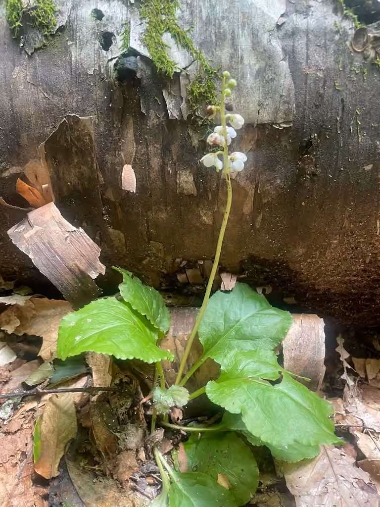 American Wintergreen, In flower