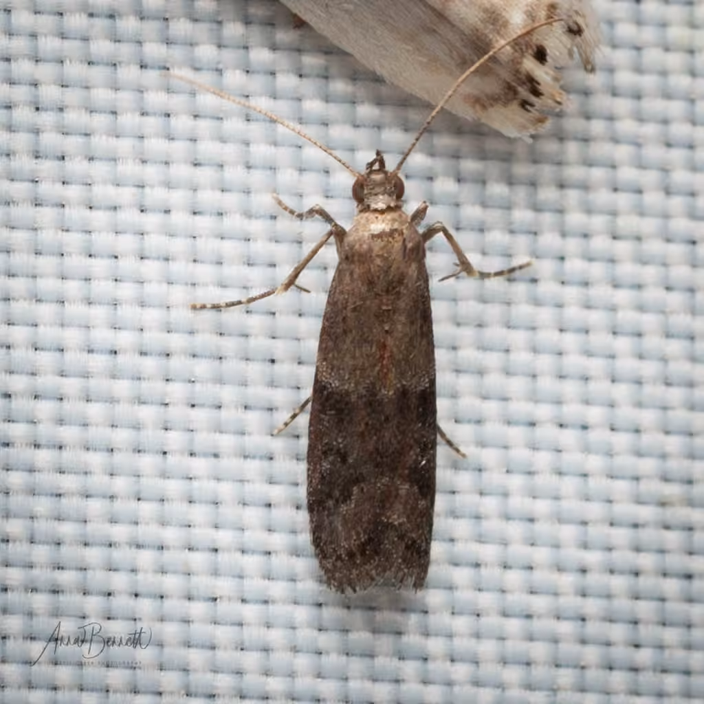 Reddish Ephestiodes Moth, Adulte