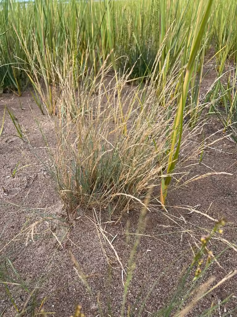 Common Salt-marsh-grass, photo 2 of 3