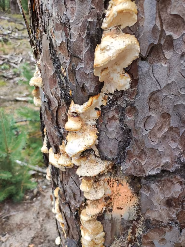 Dichomitus squalens, photo 3 sur 5