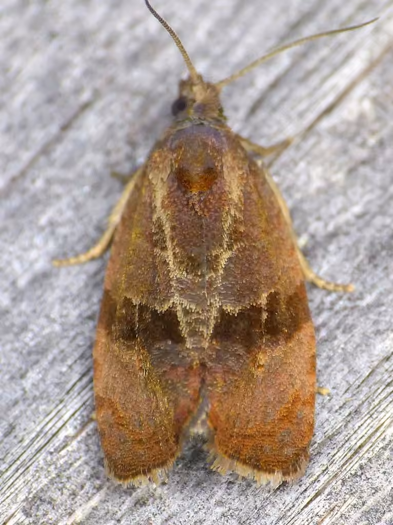 Spirea Leaftier Moth, Adult