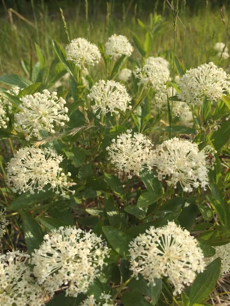 Céanothe à feuilles étroites