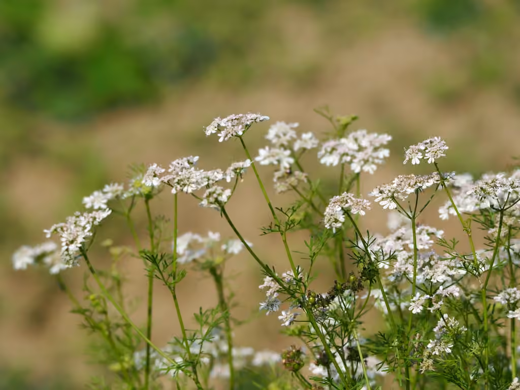 Coriandre cultivée, photo 1 sur 5
