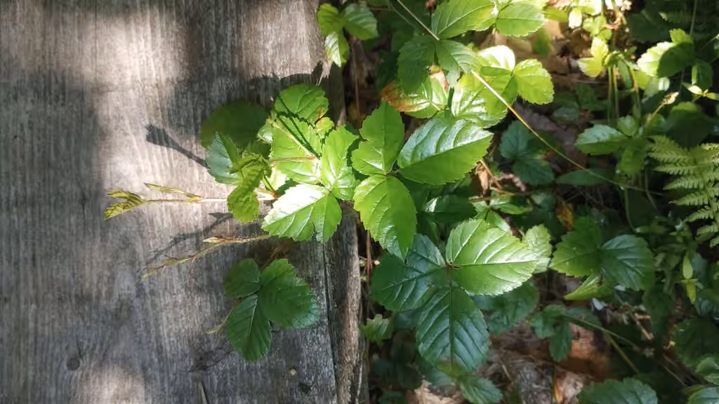 Bristly dewberry, In fruit