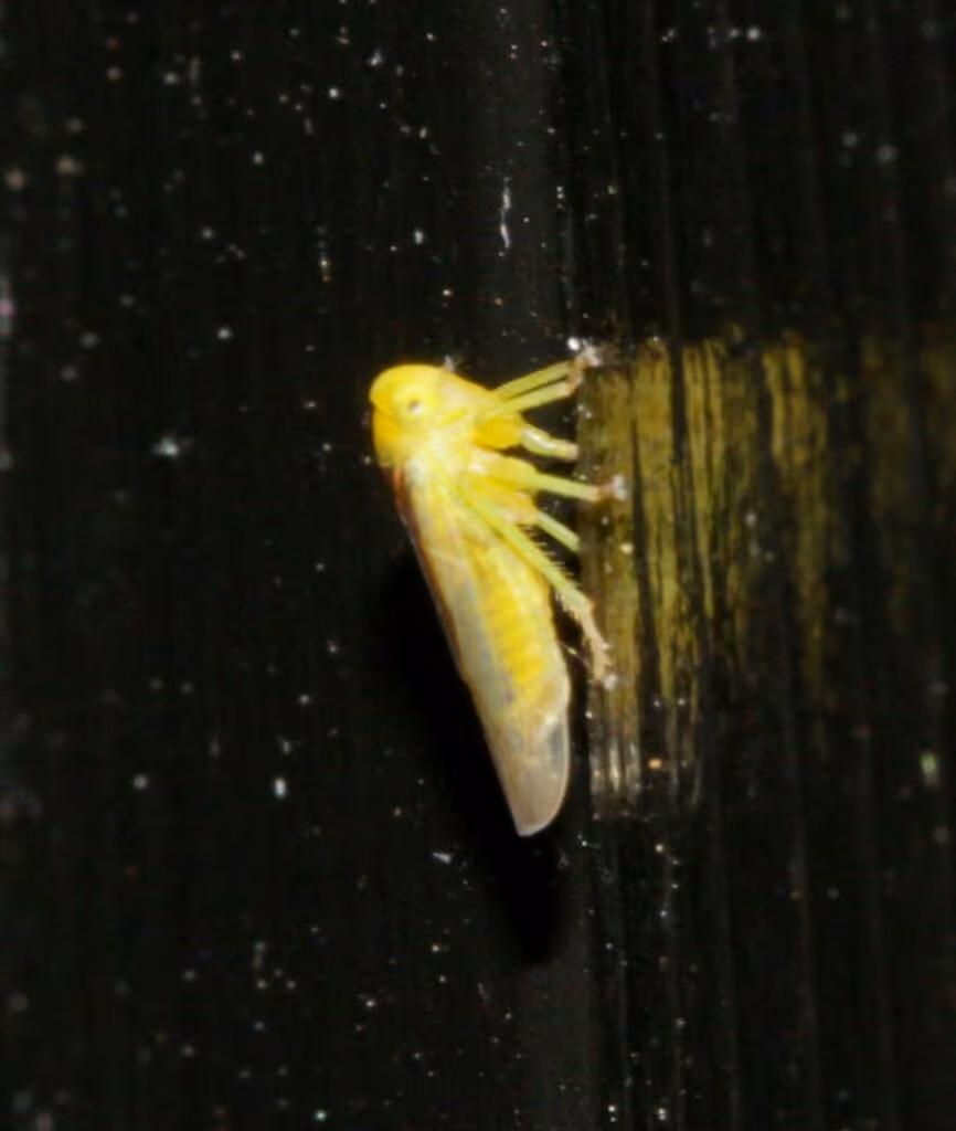 Populicerus suturalis, Adulte