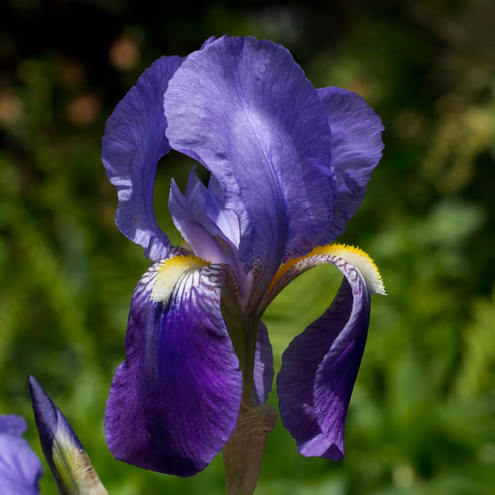 German iris, photo 1 of 5