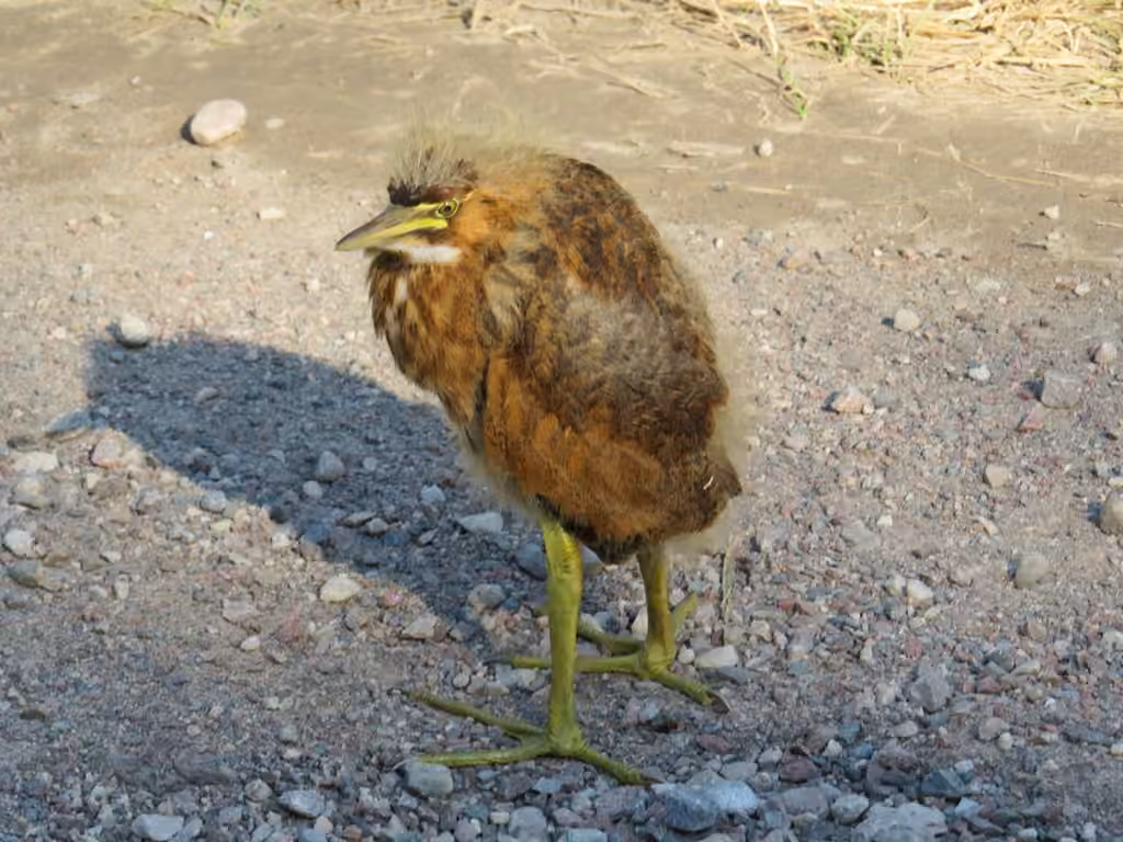 American Bittern, Juvenile