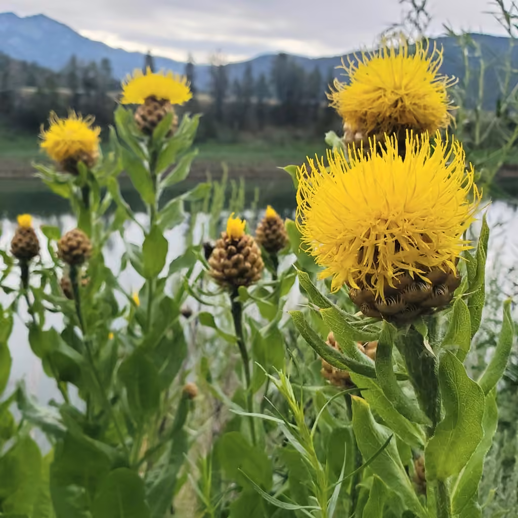 Bighead knapweed, In flower