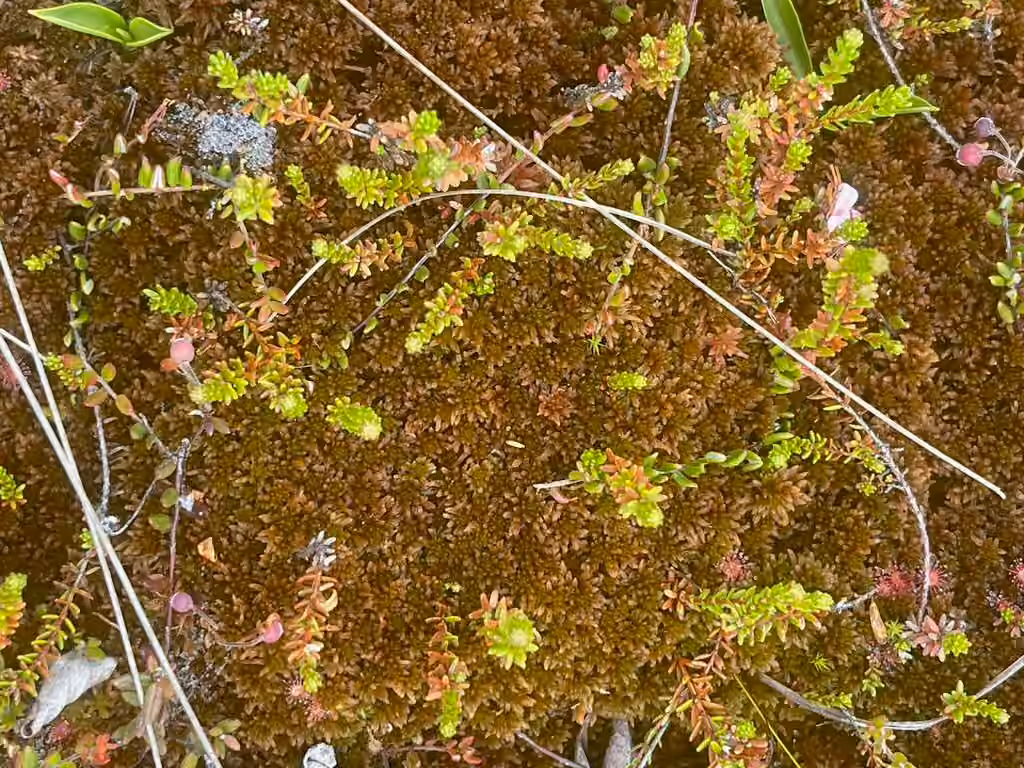 Beothuk peat moss, photo 3 of 5