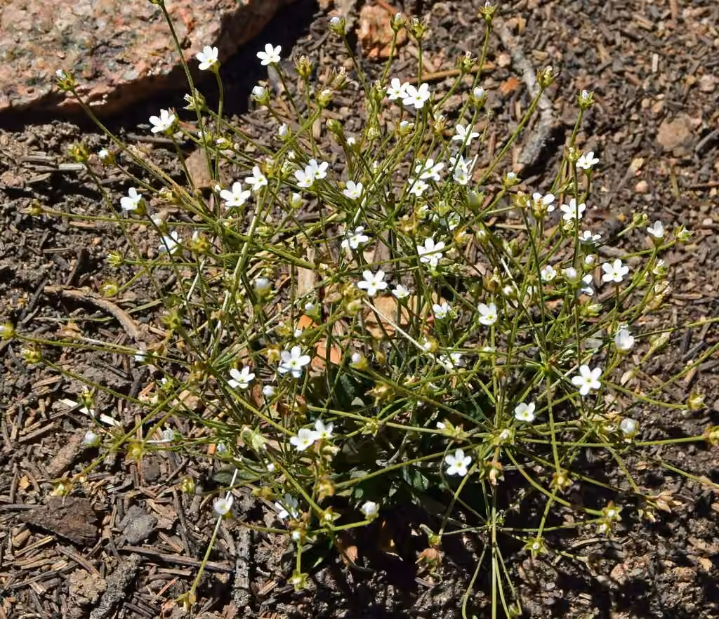 Northern rockjasmine, In fruit