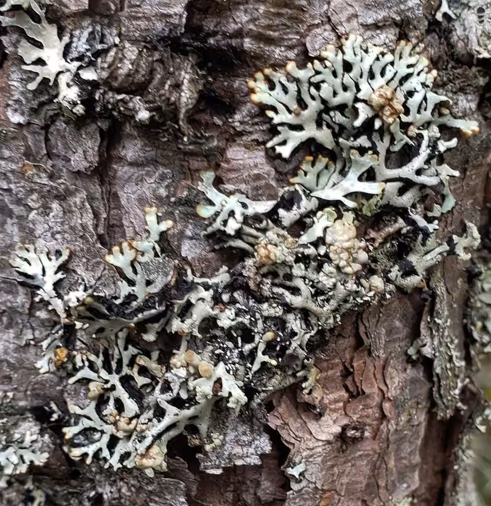 Cyphobasidium hypogymniicola, photo 2 sur 5