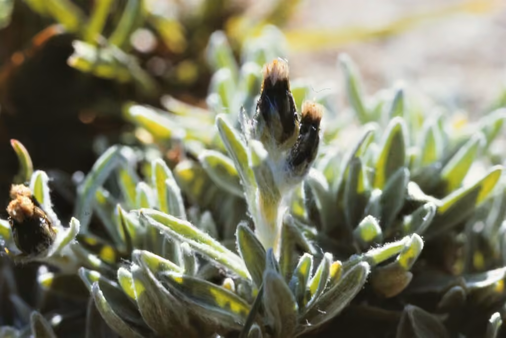 Alpine arctic cudweed, In fruit