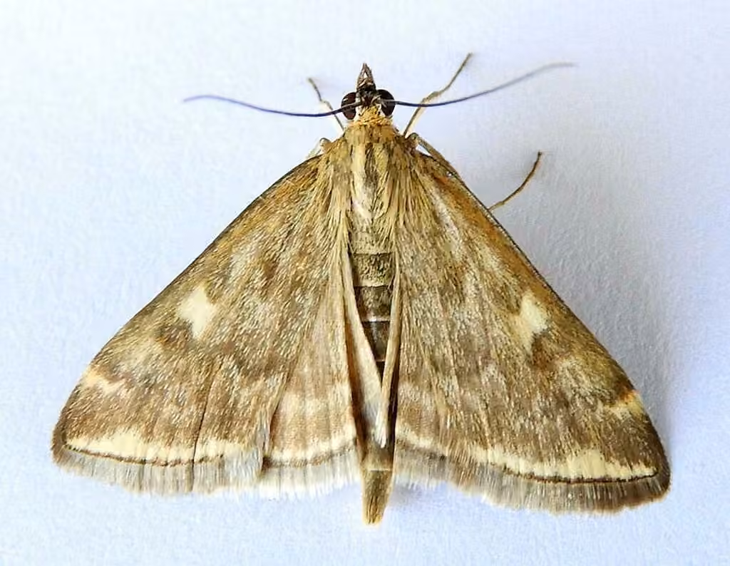 Nearctic Beet Webworm, Adulte