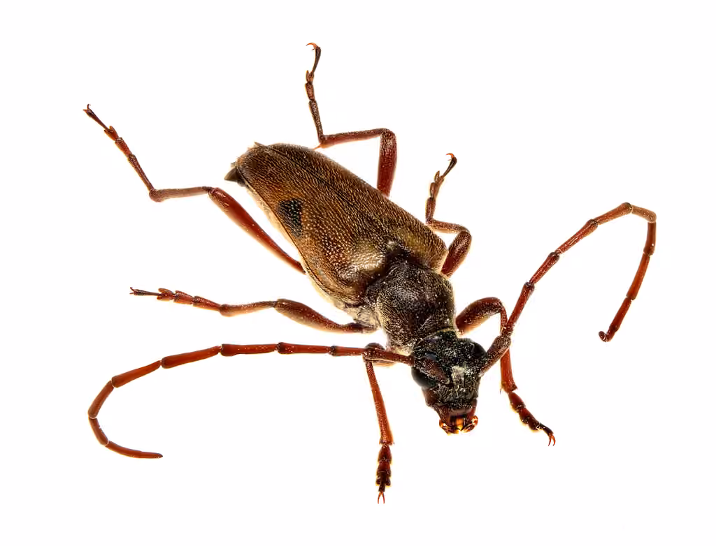 Two-spotted Long-horned Beetle, Adult