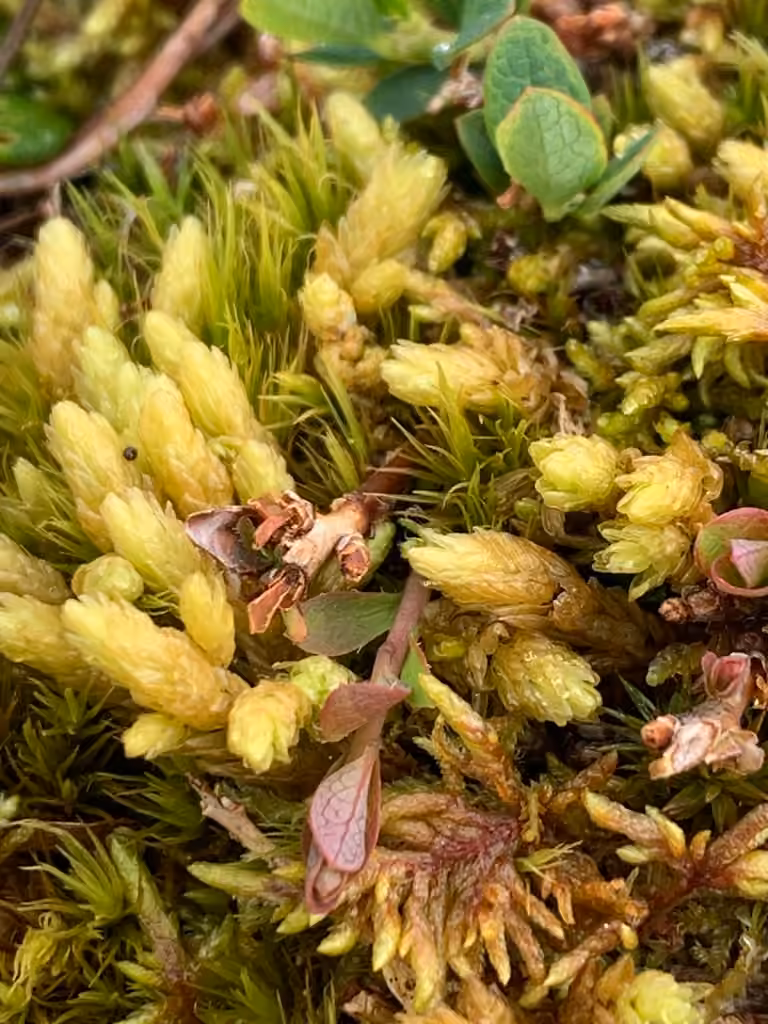 Aulacomnie gonflée
