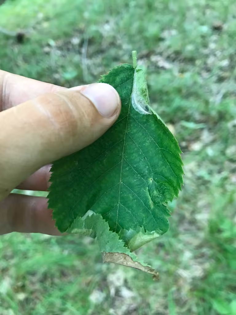 Phyllonorycter tritaenianella, Pupe