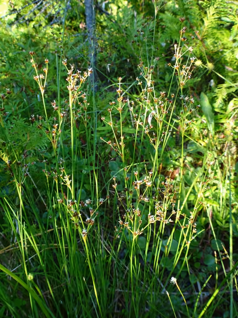 Smallhead rush, In flower