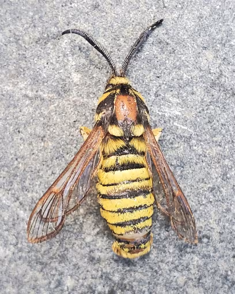 American Hornet Moth, Male