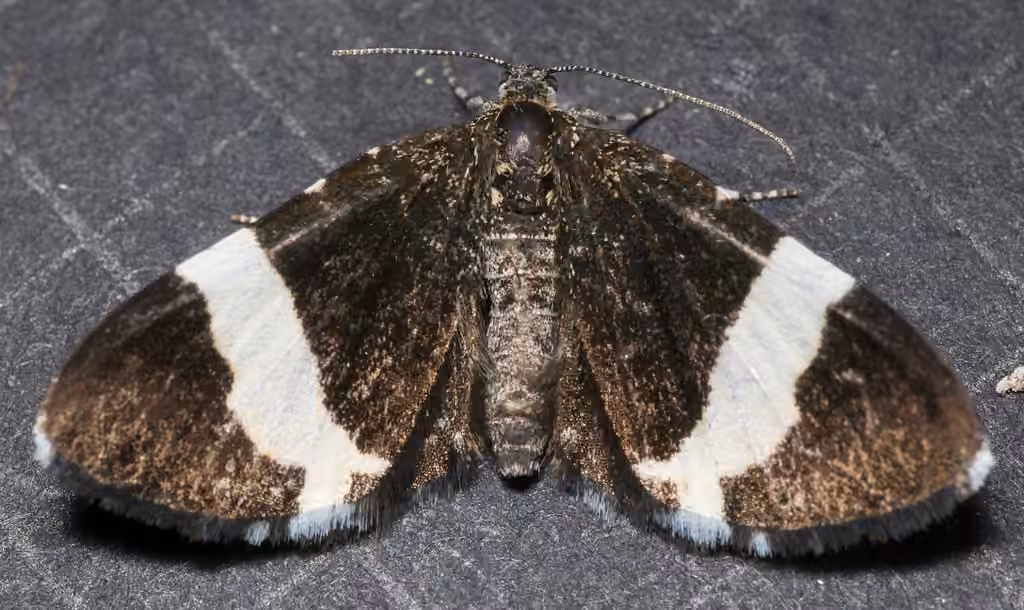 White-striped Black, photo 1 sur 5
