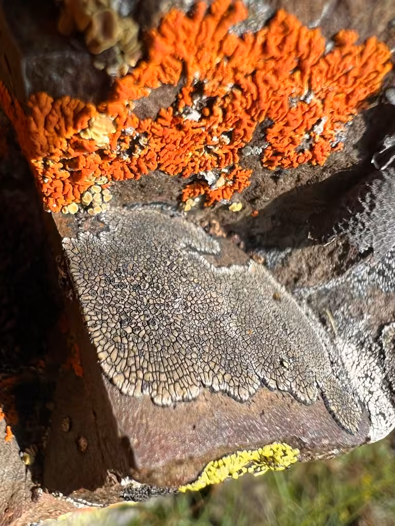 Copper Patch Lichen, photo 2 of 5