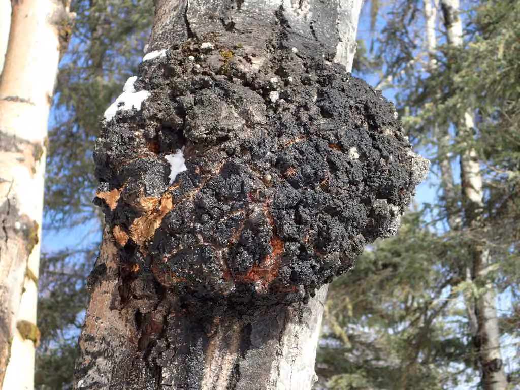 Corky bark disease, photo 2 sur 5